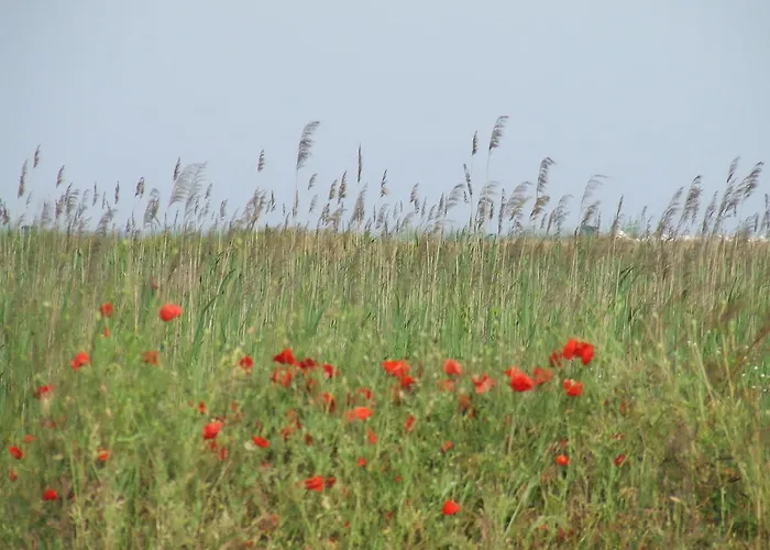 Къща за гости за гости